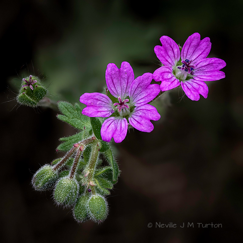 Hedgerow Crane's-bill (33)