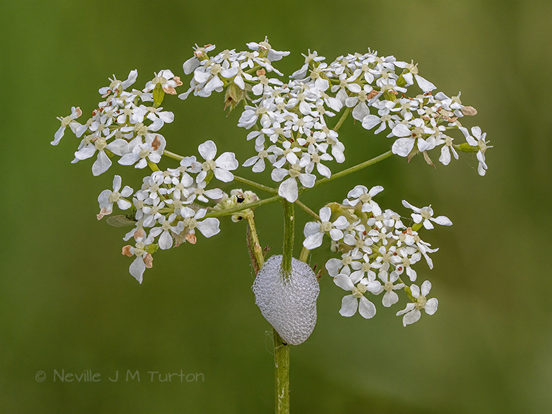 Cow Parsley (23)