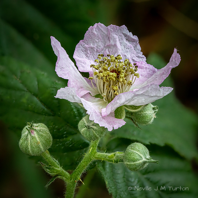 Bramble 1 (24)