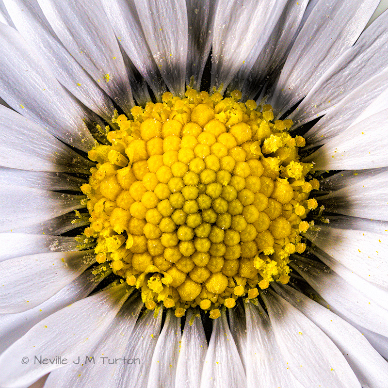 Daisy (s) (17)