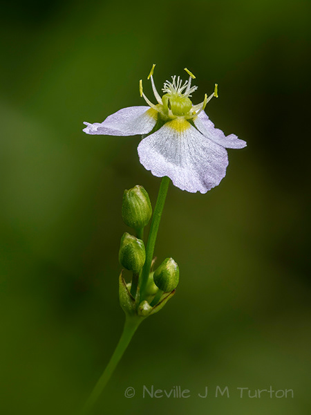 Pondside flower (18)