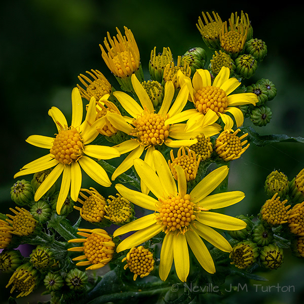 Ragwort (21)