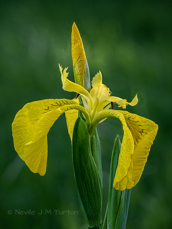 Yellow Flax 1 (15)