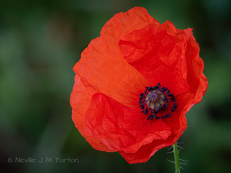 Poppy (38)