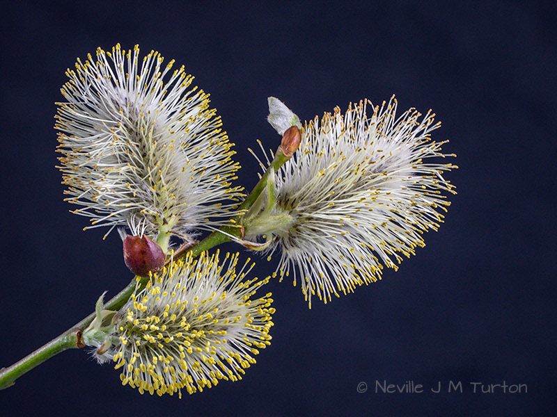 Willow catkin (s)(9)