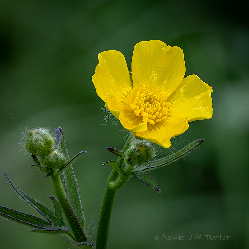 Field Buttercup (26)