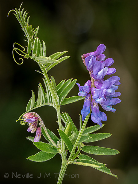 Tufted Vetch (23)