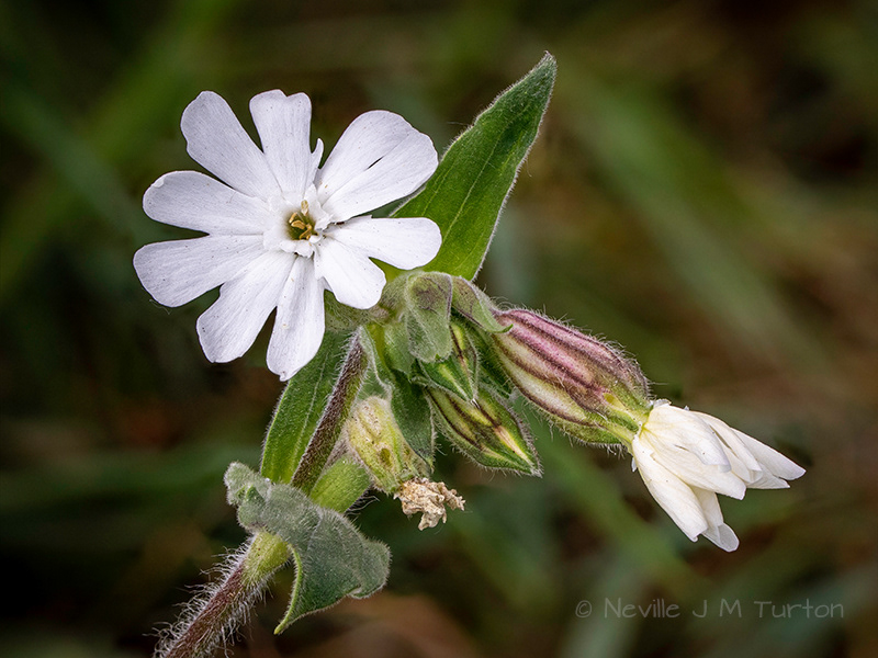 White Campion (22)