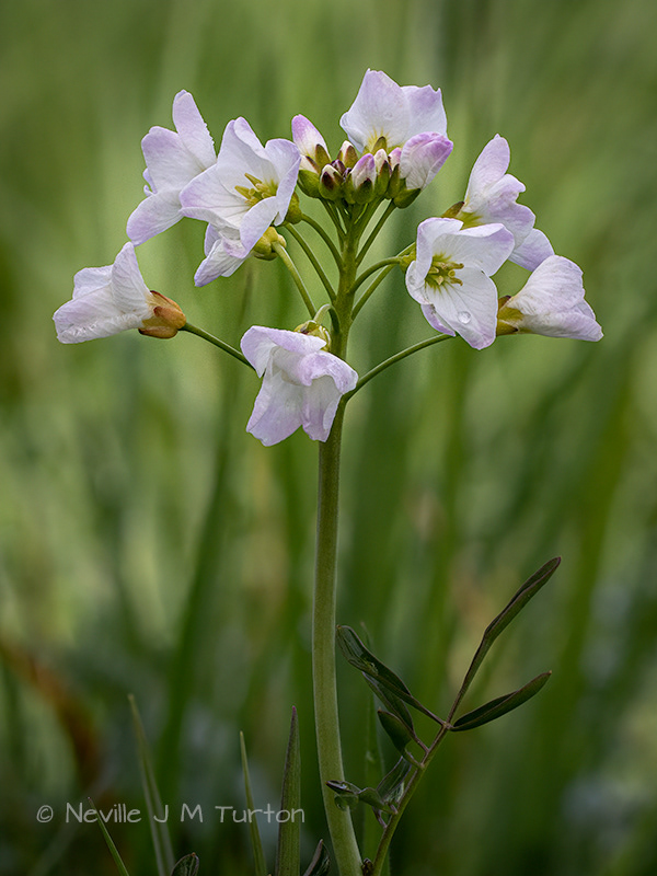 Cuckoo Flower (11)
