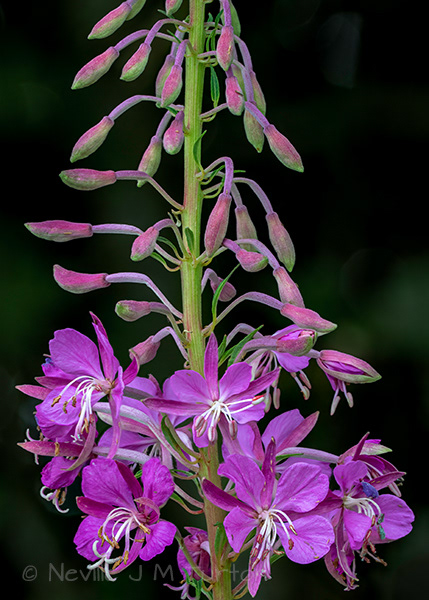 Rosebay Willowherb (19)