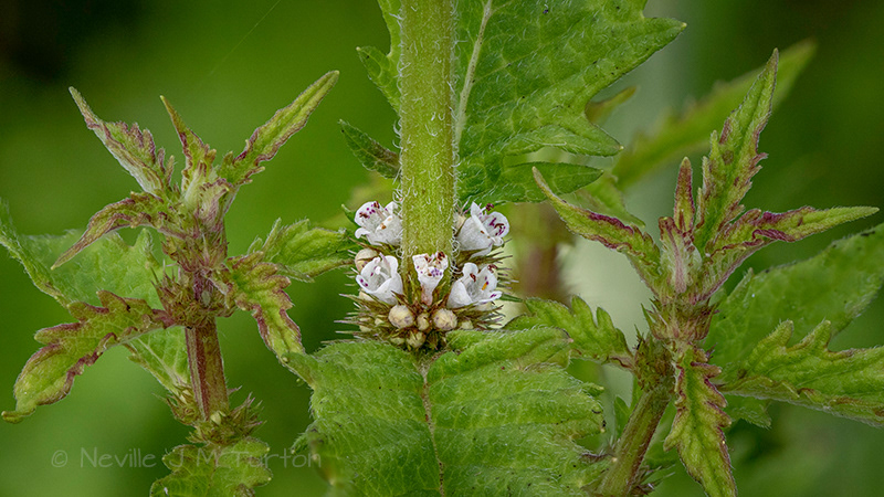 Water Mint (42)