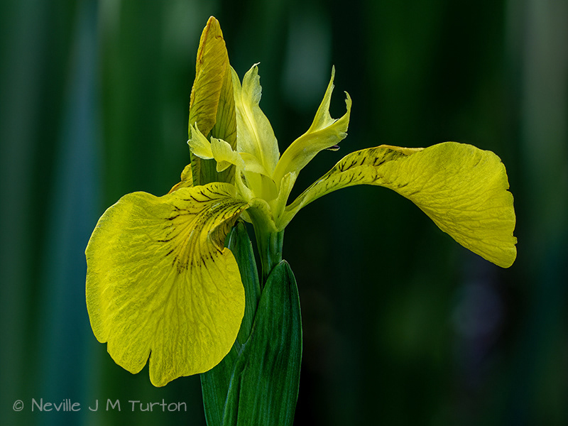 Yellow Flax 3 (12)