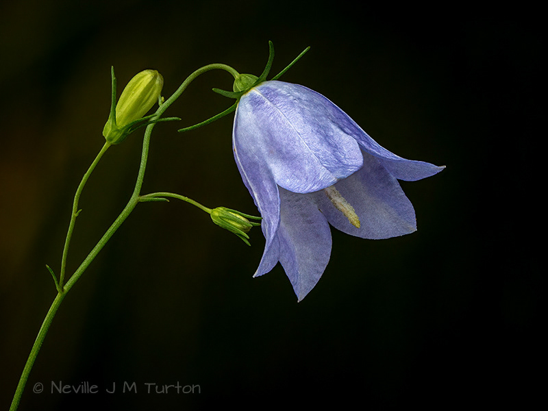 Harebell (14)