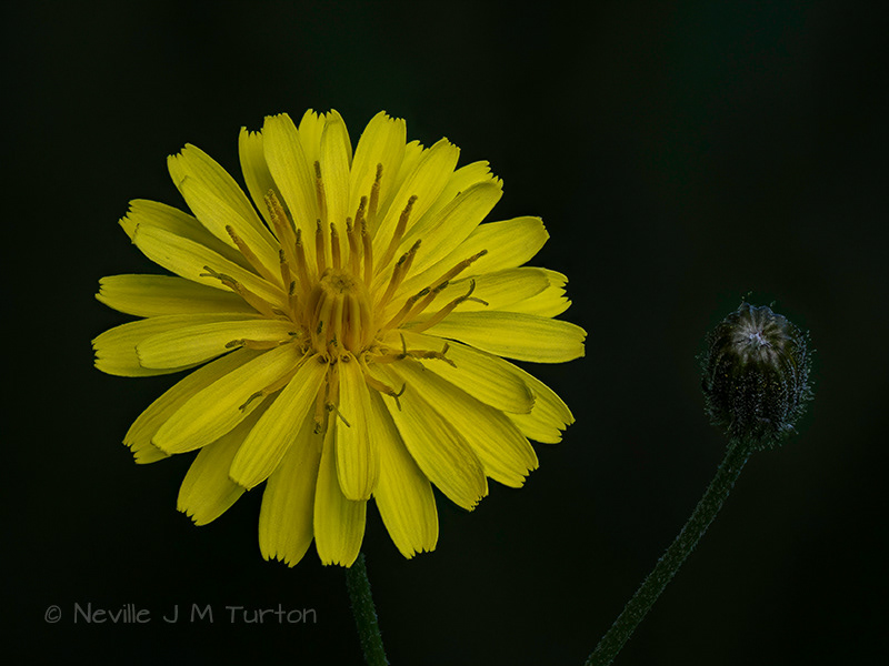 Nipplewort (21)