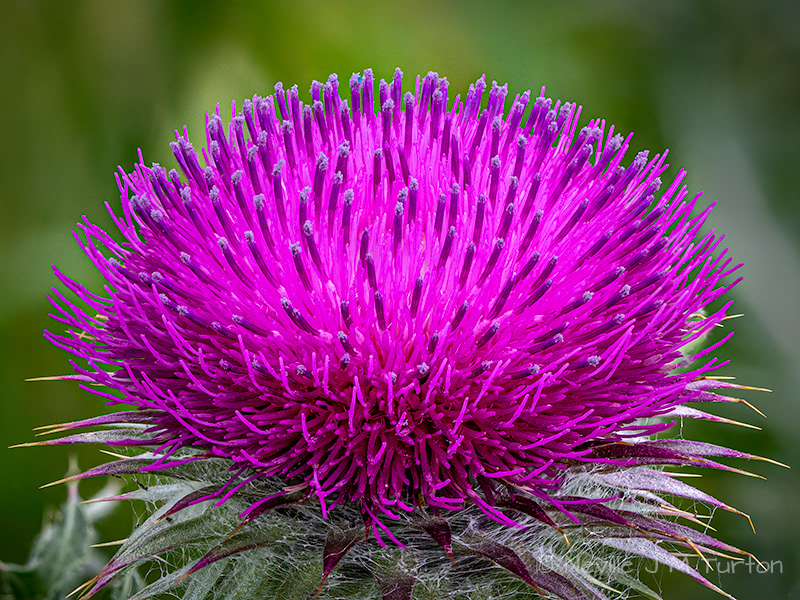 Spear Thistle 1 (18)