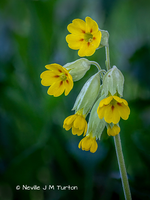 Cowslip (25)