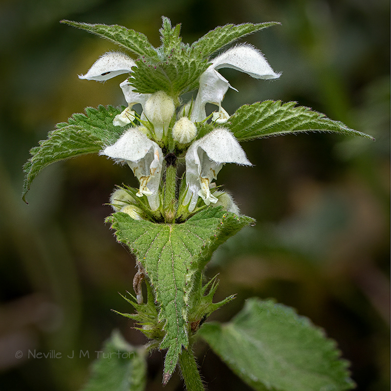 White Dead Nettle (16)