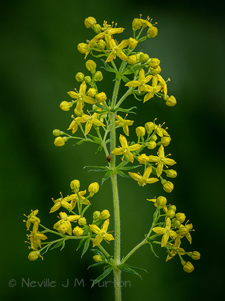 Tiny Yellow flower (23)