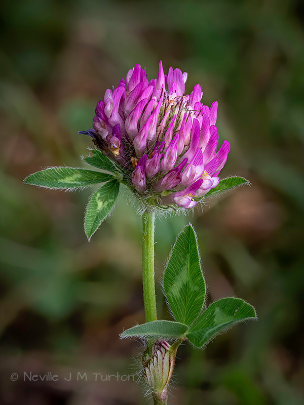 Red Clover (15)