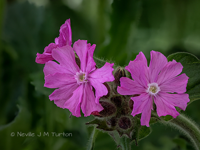 Red Campion (18)