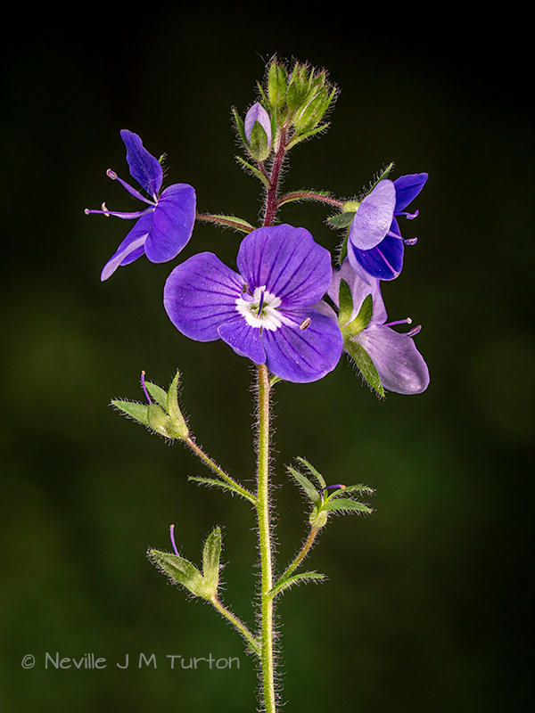 Speedwell 1 (29)