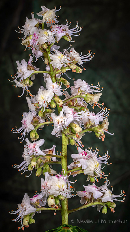 Horse Chestnut 1 (s) (9)