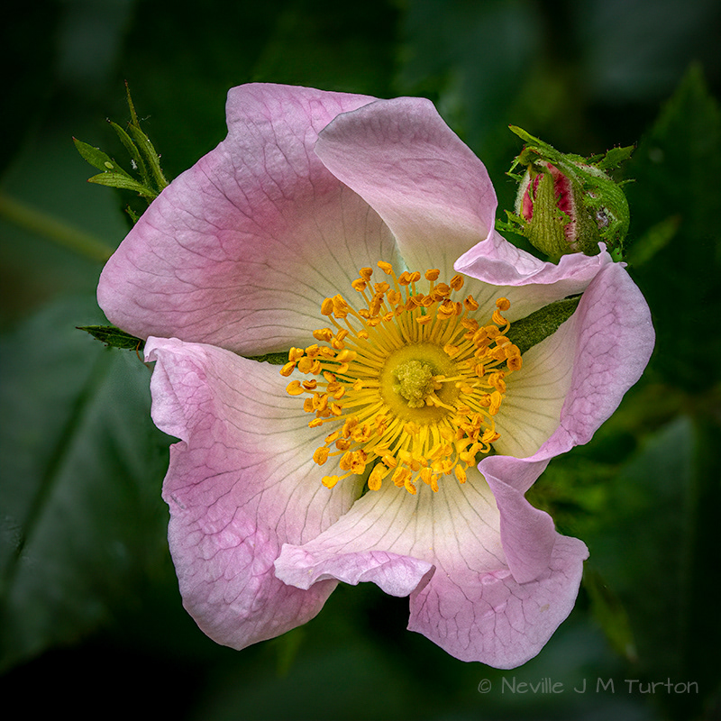 Dog Rose (18)