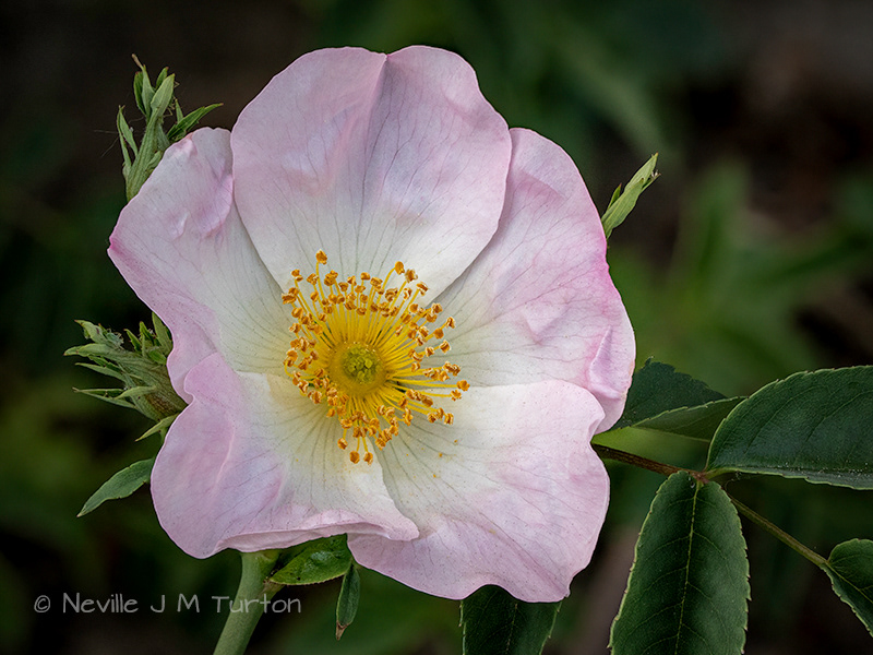 Early Dog Rose (14)