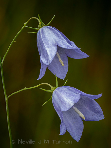 Harebell (23)