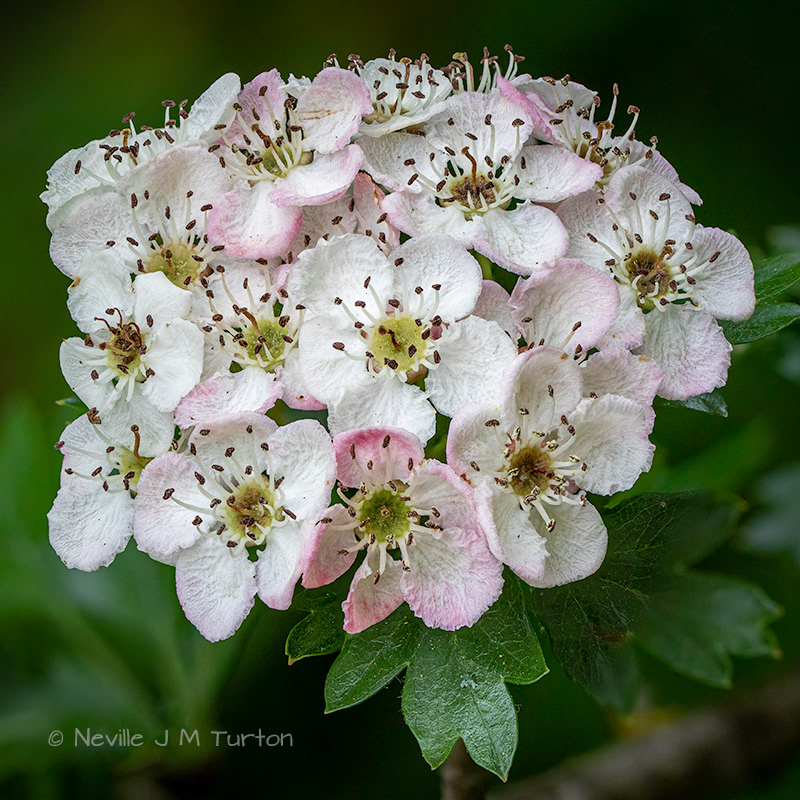 Hawthorn 2 (12)