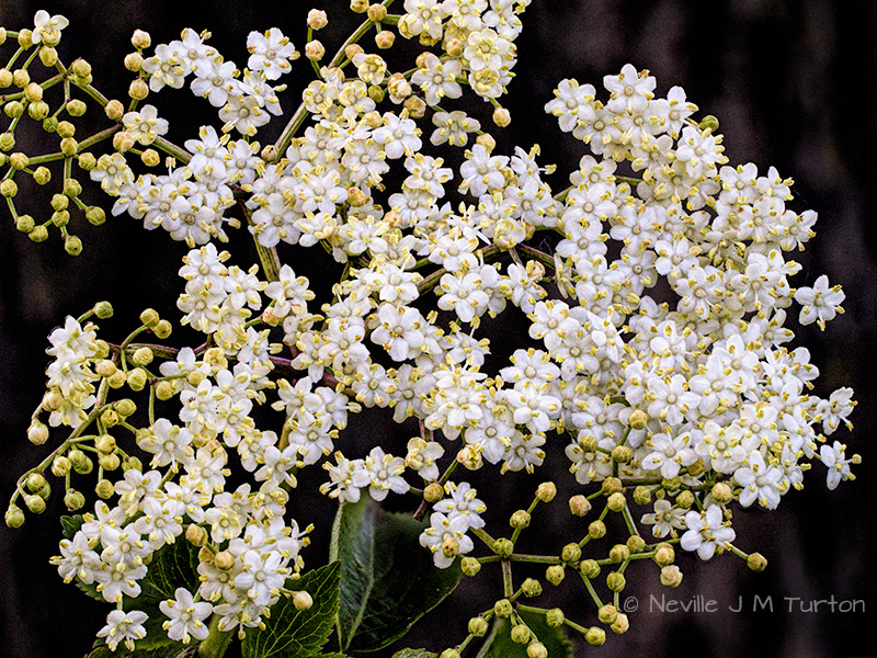Elder 1 (14)
