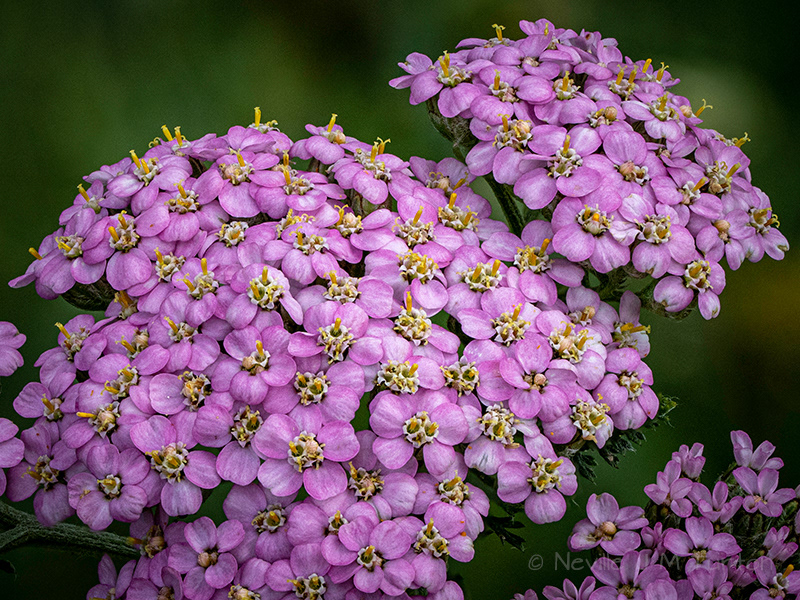 Yarrow (18)