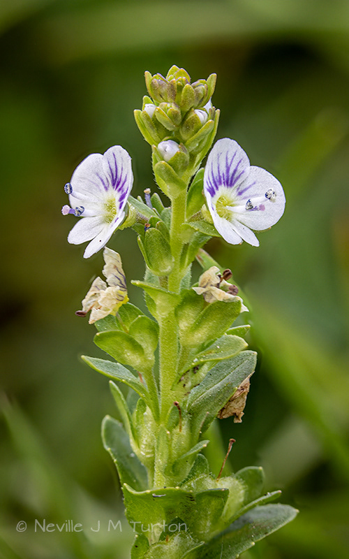 Tiny white-blue flower (34).