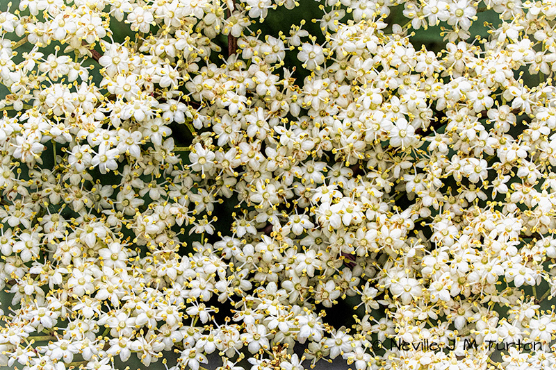 A Froth of Elder (19)