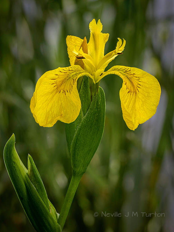 Yellow Flax 2 (8)