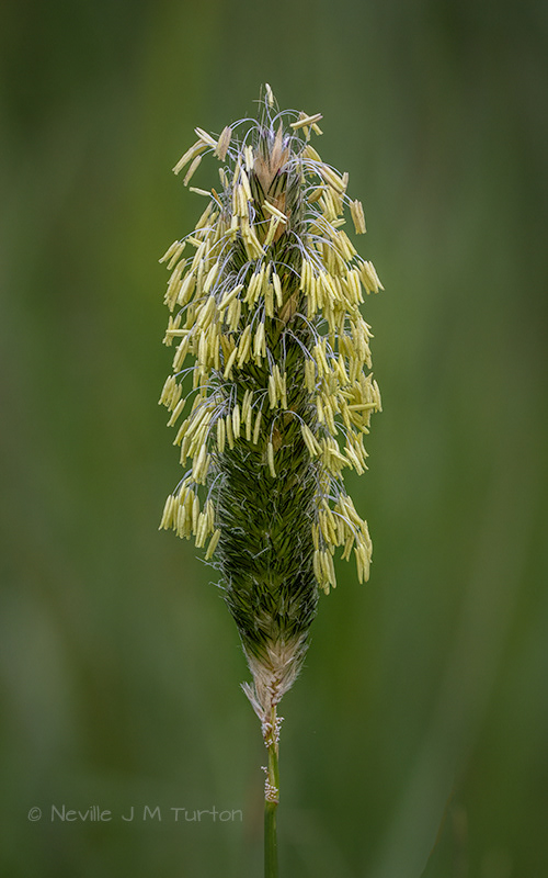 Grass 1 (13)