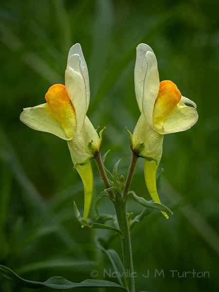 Common Toadflax (9)