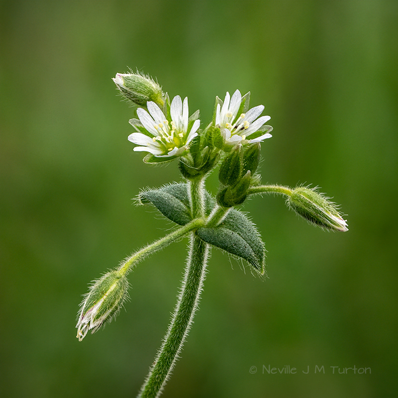 Chickweed (25)