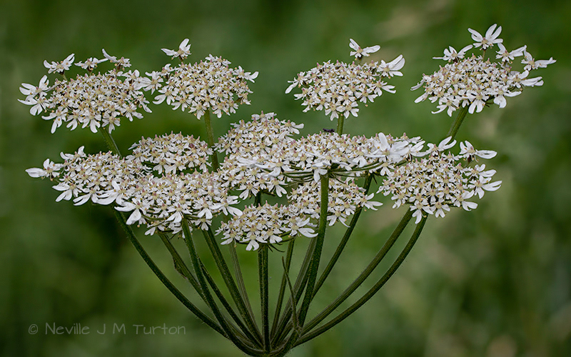 Hogweed (22)