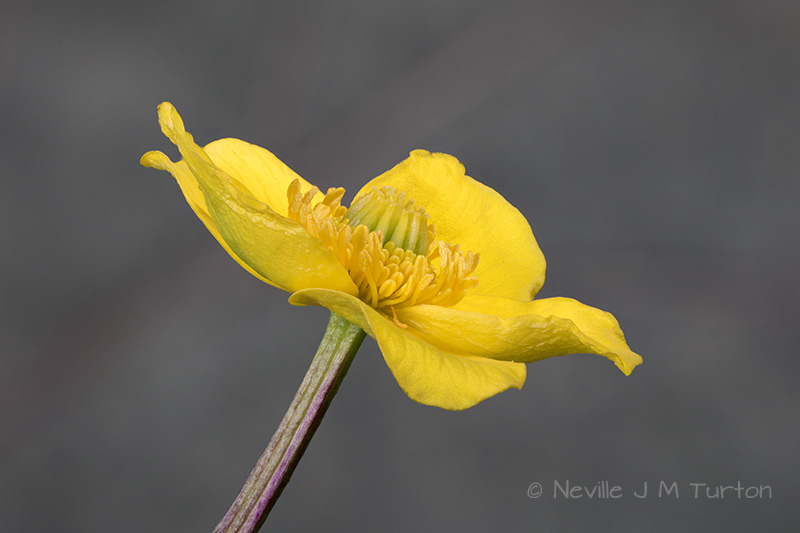 Marsh Marigold (s)(19)