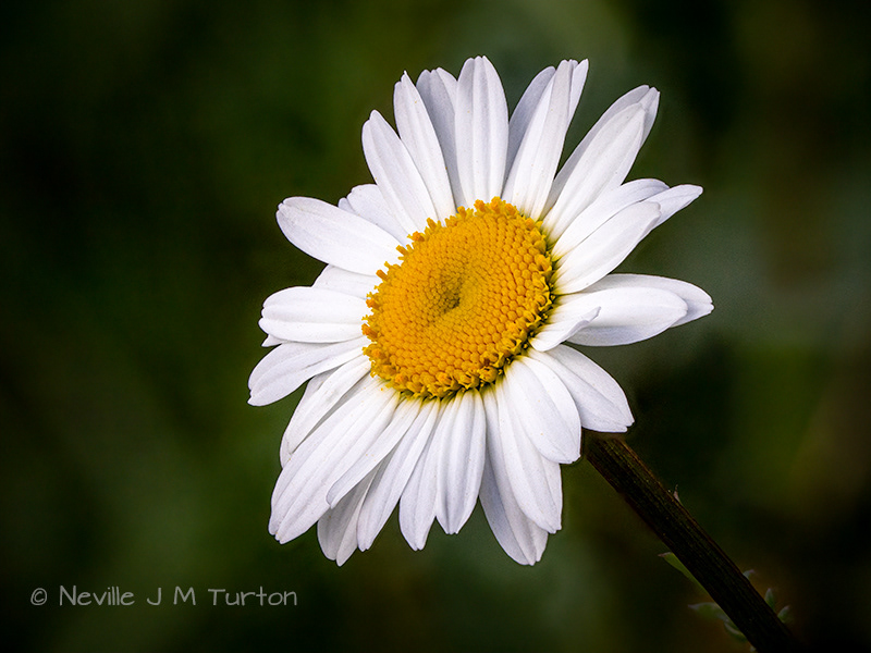 Ox Eye Daisy 1 (30)