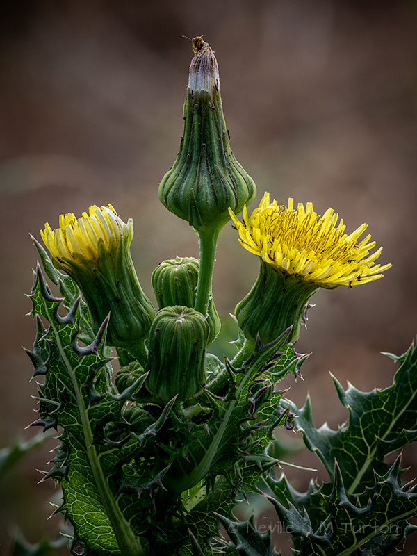 Prickly Sow-thistle (29)