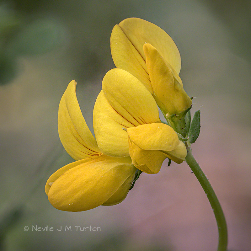 Bird's-Foot Trefoil (19)