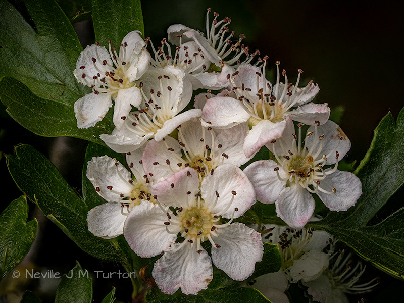 Hawthorn 1 (21)