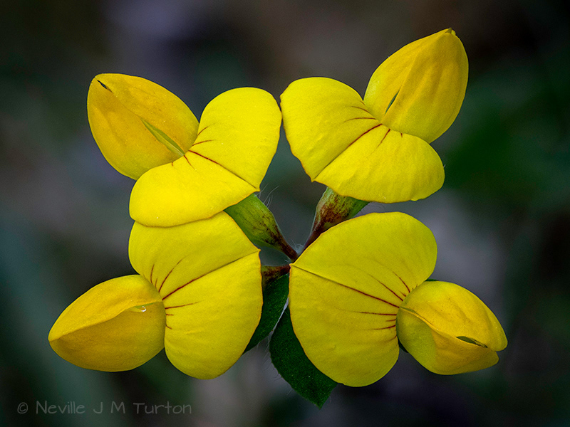 Bird's Foot Trefoil (14)