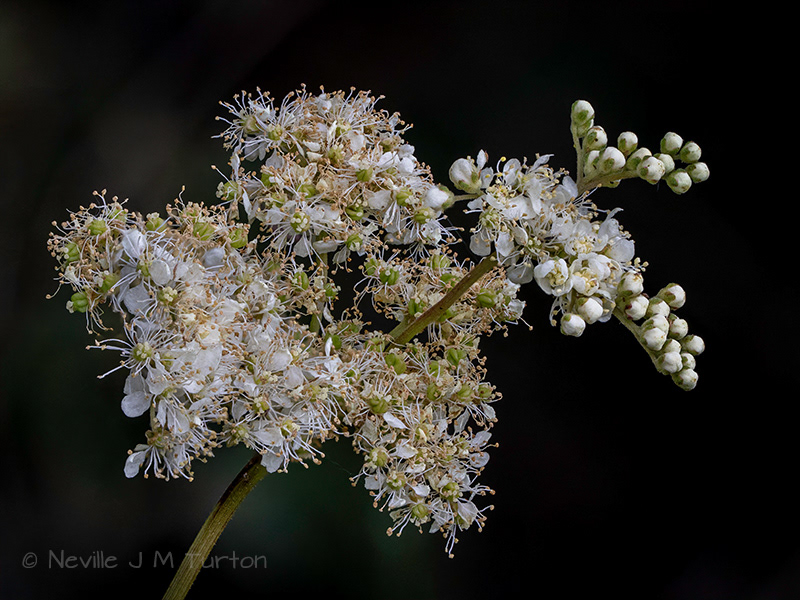 Meadowsweet (25)