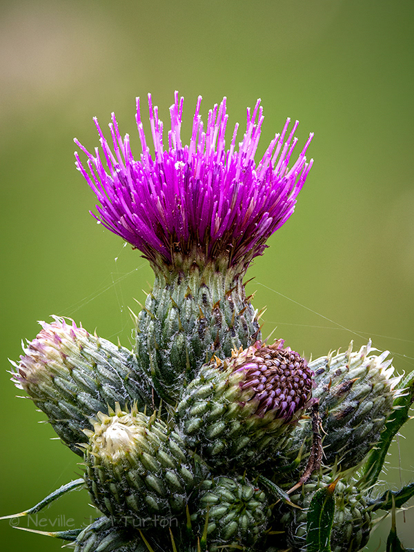 Marsh Thistle (38)
