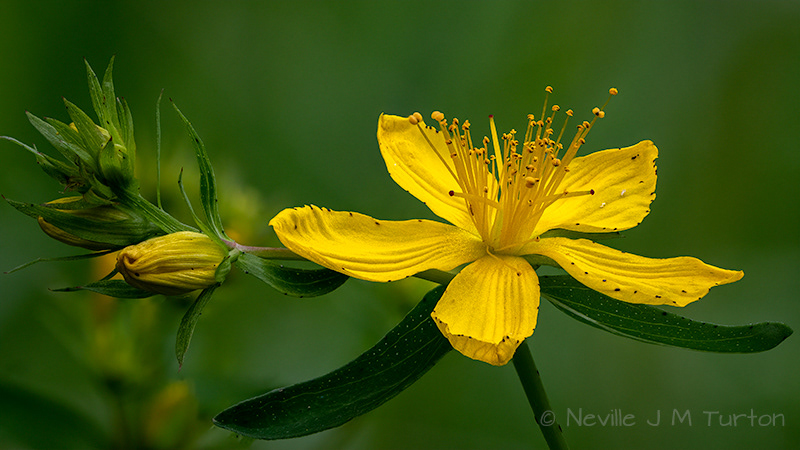 Common St John's-wort (25)