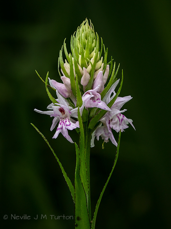 Spotted Orchid (27)