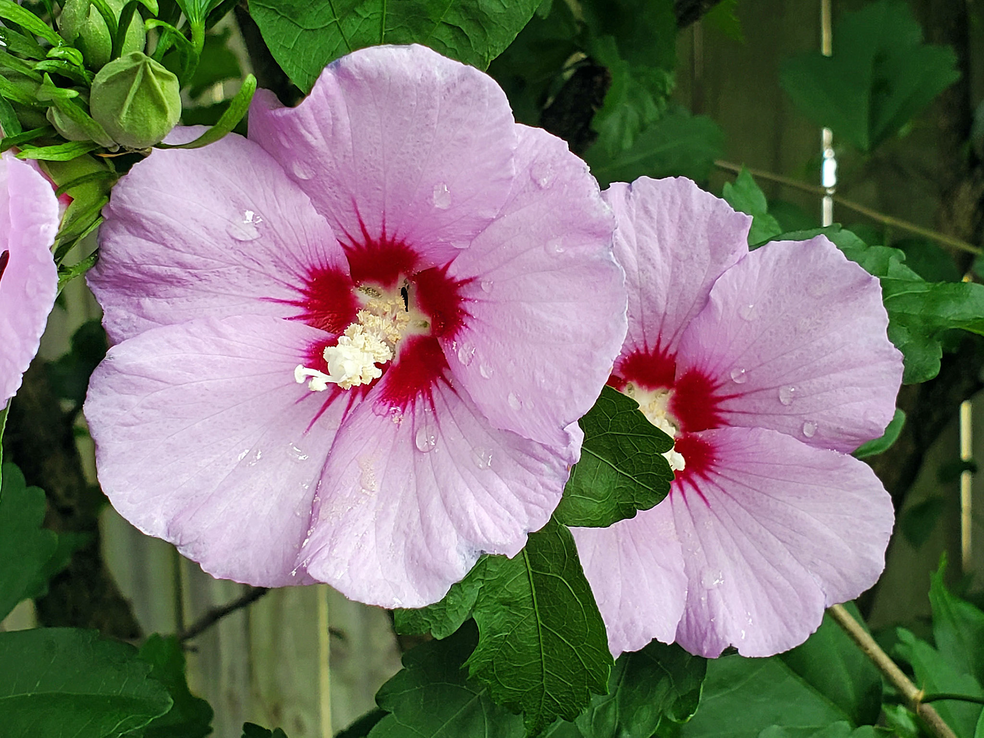 hibiscus